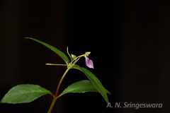 Impatiens minor var. hirsuta
